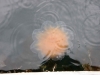 Meduza norweska